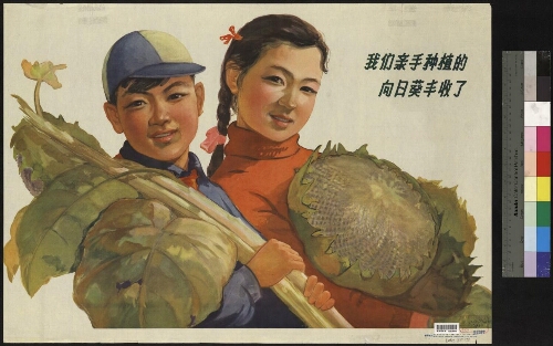 我们亲手种植的向日葵丰收了[单页画]